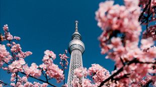 Japon