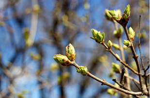 Sociétés inscrites : Sujets bourgeonnants du printemps